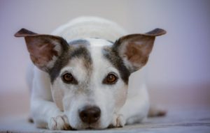 pain relief for dogs